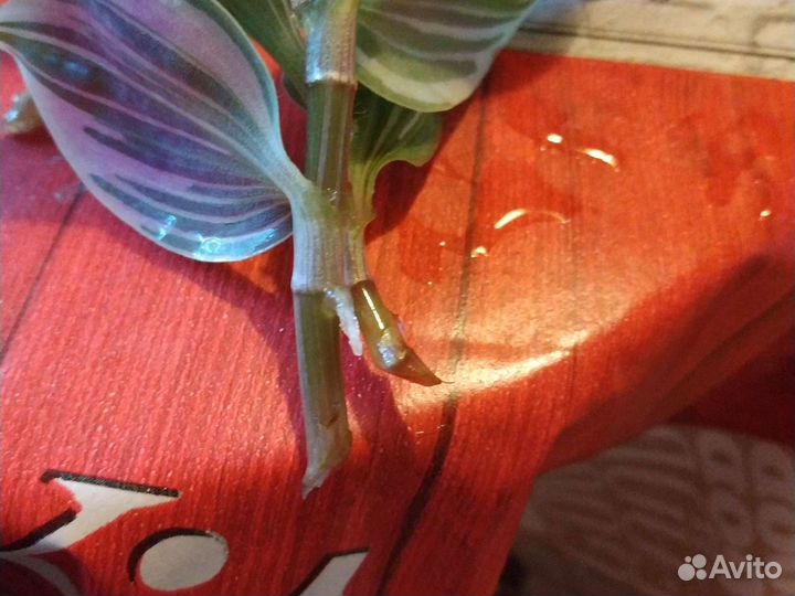 Традесканция нанук, ростки