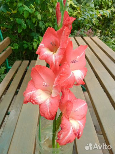 Гладиолусы луковицы