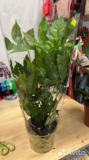 Комнатные домашние растения