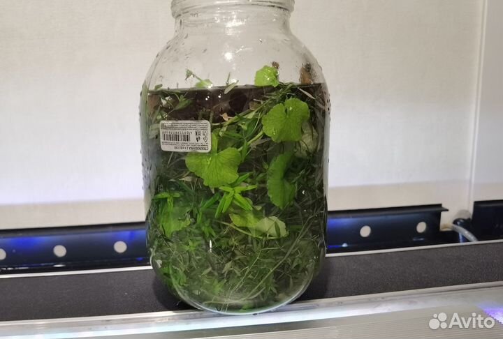 Аквариумные растения. Прополка