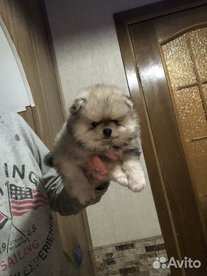 Шпицули для вас