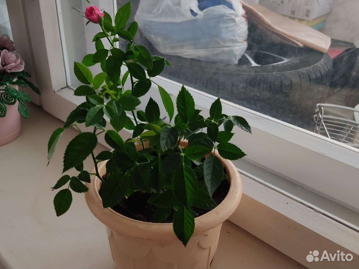 Красивая розочка в горшочке