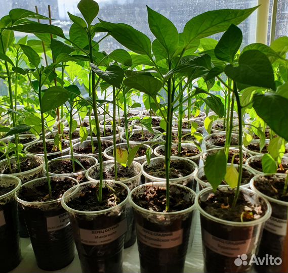 Рассада томатов; перцев острых и сладких