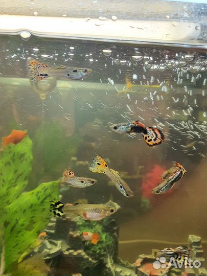 Рыбки гуппи и сомики