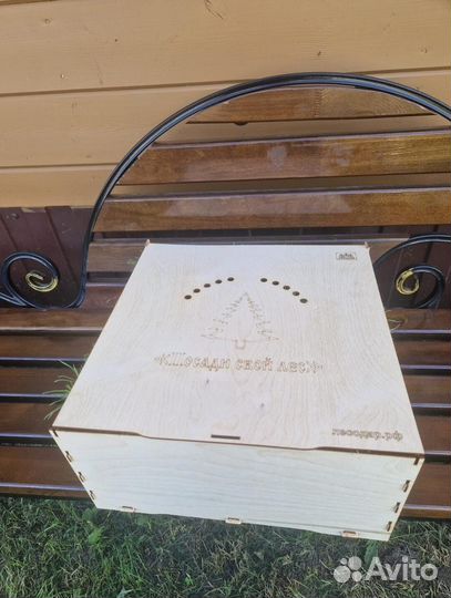 Саженцы сосны и ели окс оптом