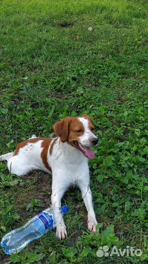 Вязка бритон