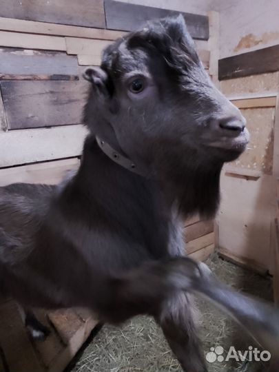 Козел ламанча