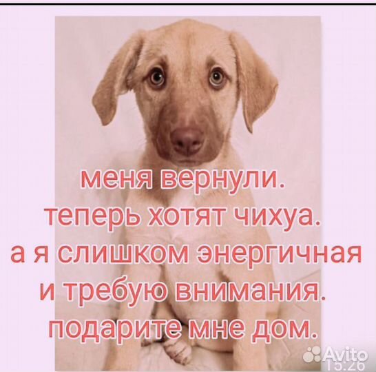 Голубоглазка, метис лабрадора, замерзает в вольере