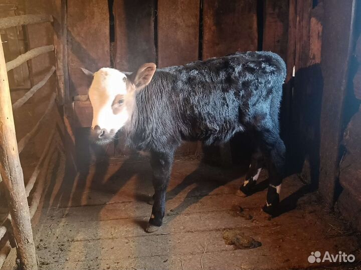 Бычки на доращивание