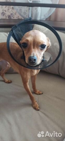 Когтерез, вещи для собачки