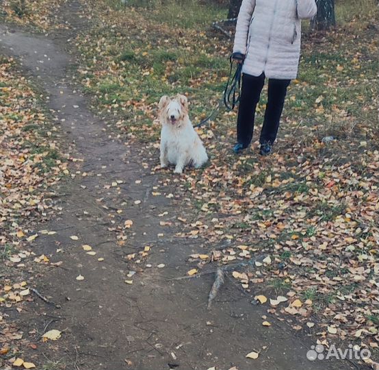 Айка ищет дом