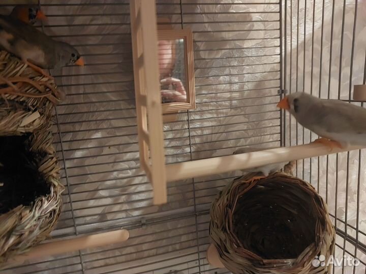 Зебровые амадины