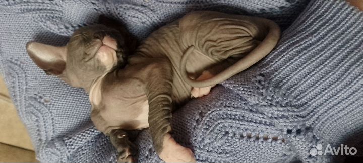Канадский голорожденный сфинкс котенок мальчик