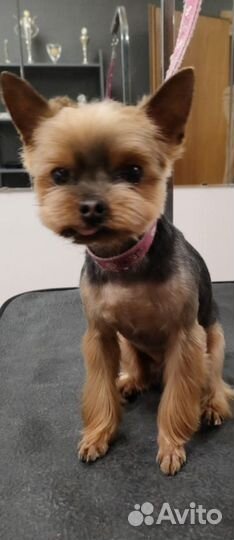 Груминг собак