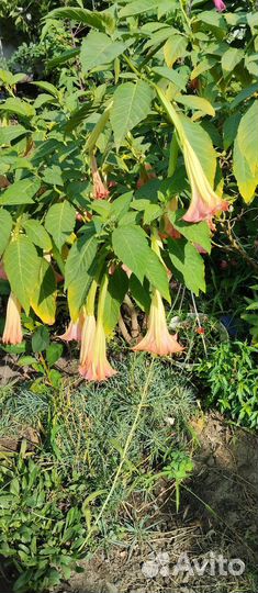 Бругмансия