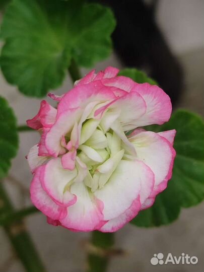 Сортовые герани, мини, карлики