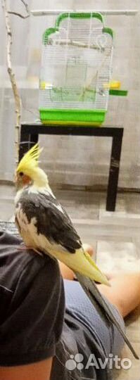 Попугай корелла с клеткой