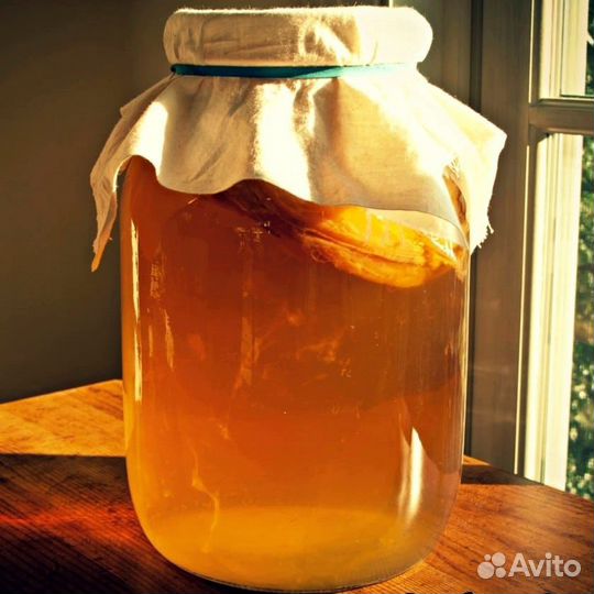 Чайный гриб комбуча