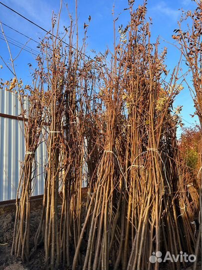 Рябина обыкновенная оптом