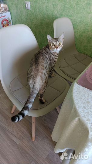 Бенгальская кошечка