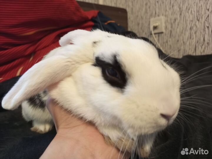 Декоративный кролик