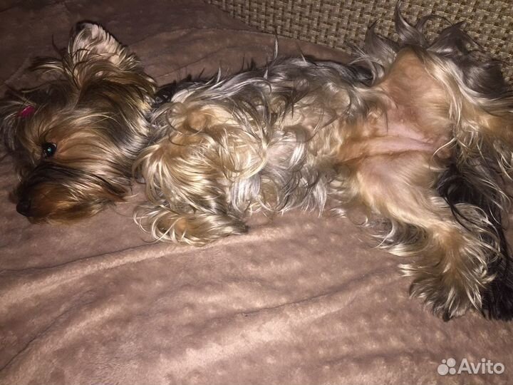 Йоркширский терьер