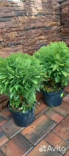 Туя шаровидная