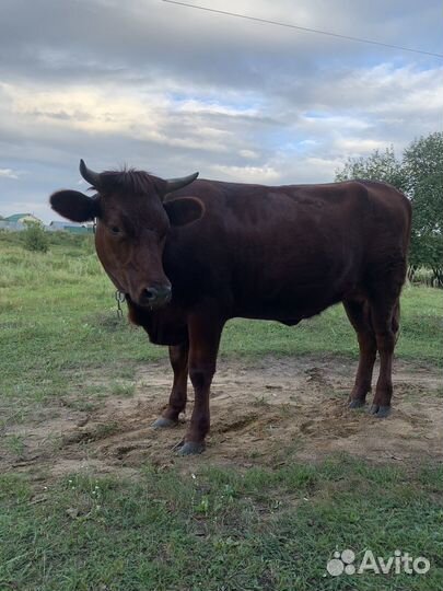 Корова нетель