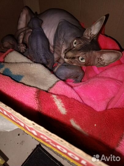 Канадский сфинкс