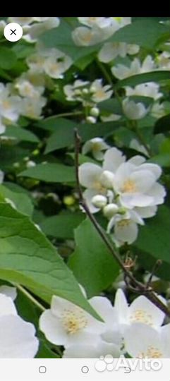 Жасмин(чубушник)