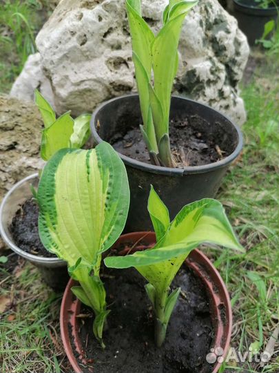 Хоста Форчуна Альбопикта (Fortunei Albopicta)