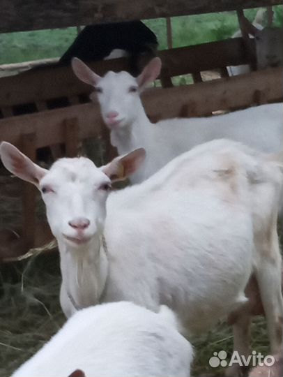 Козы дойные