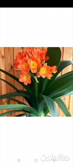 Кливия красная