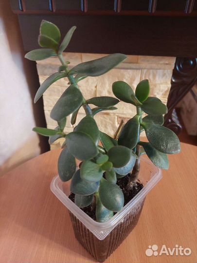 Толстянка (денежное дерево)