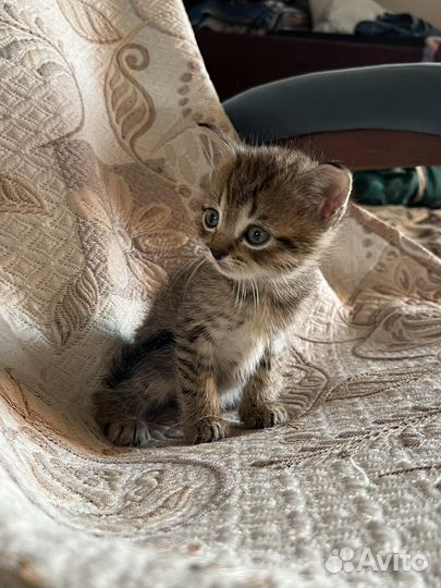 Шотландская