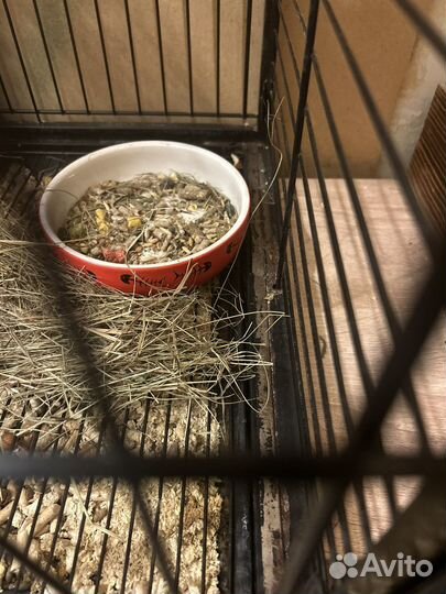 Клетка большая для крупных грызунов б/у