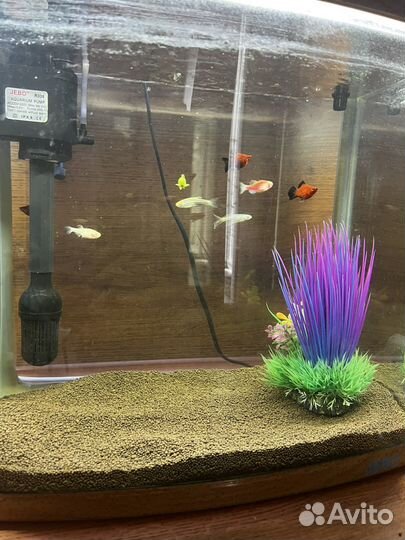 Аквариум