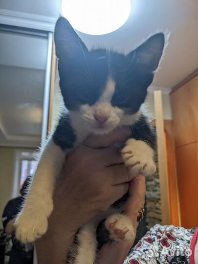 Котенок 2 месяца
