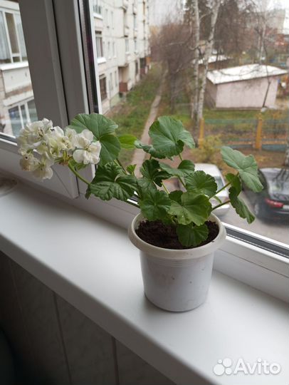 Герань пеларгония