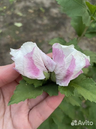 Гибискус уличный