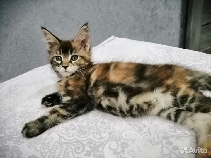 Котята мейн-кун