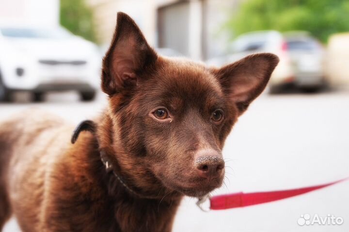 Собака в добрые руки