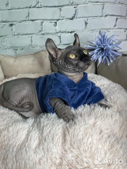 Канадский сфинкс