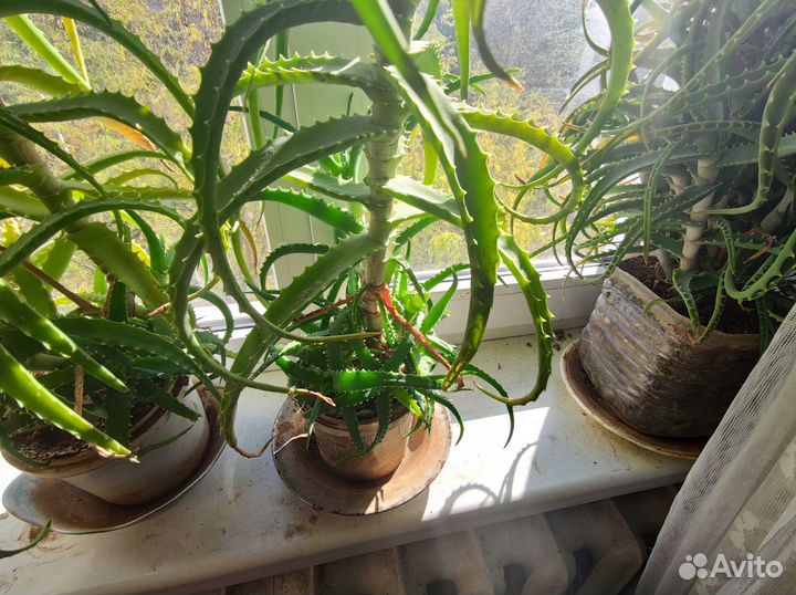 Алоэ лечебный