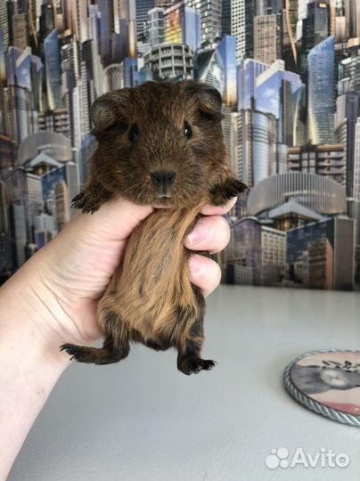 Морские свинки