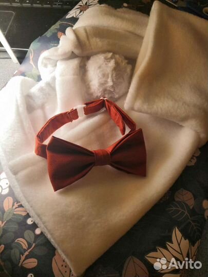 Галстук Бабочка