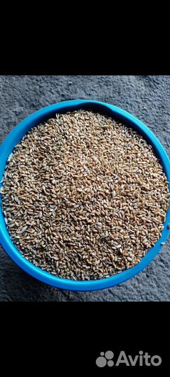 Зерно пшеница