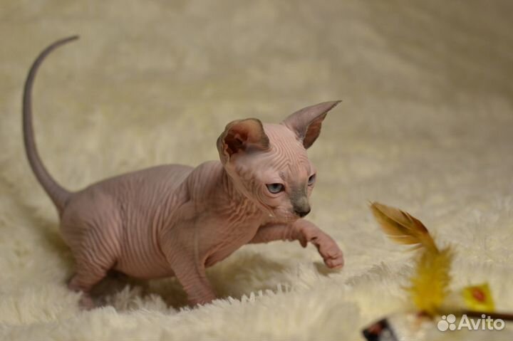 Девочка канадочка