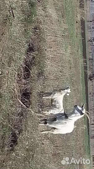 Козлята породистые по 2 месяц один за 2 тысячи