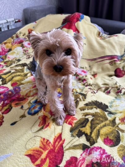 Вязка йорка